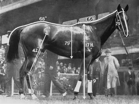 phar lap height in hands